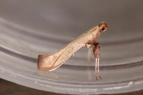 Caloptilia stigmatella